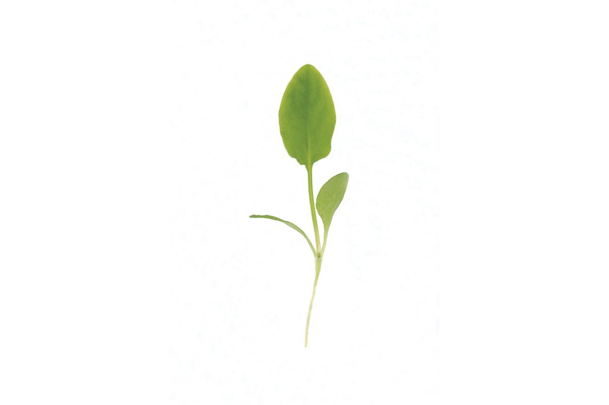 Sorrel – Microgreen Seed
